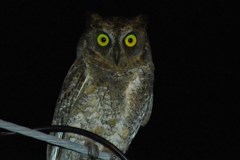 リュウキュウコノハズク