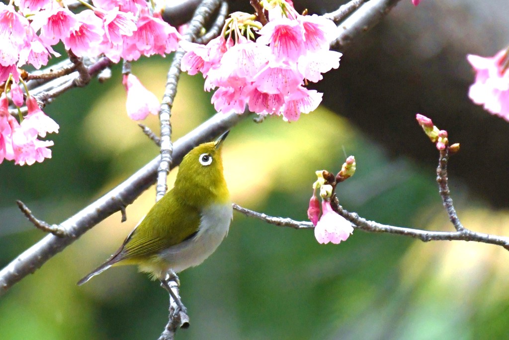 リュウキュウメジロ　寒緋桜