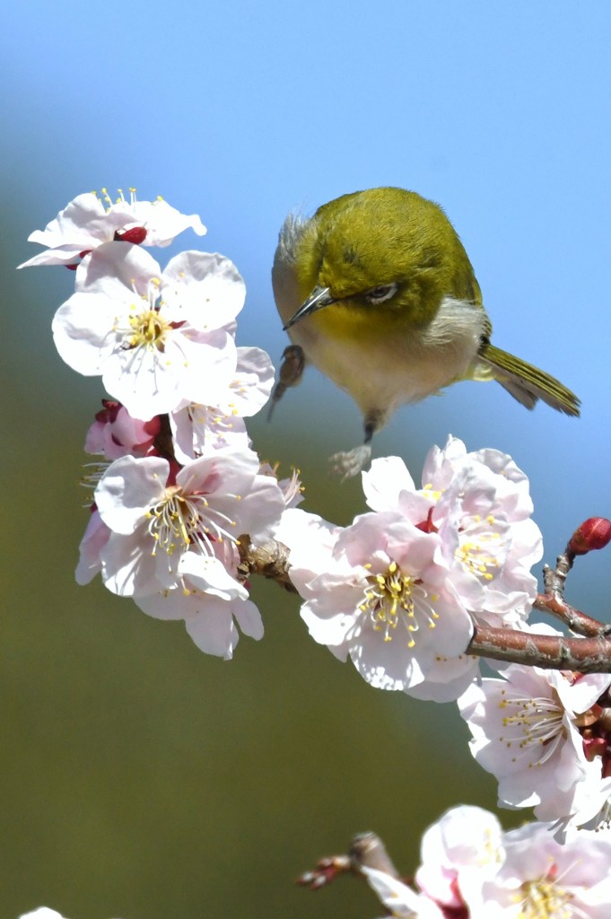 メジロ　白梅