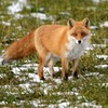 キタキツネ