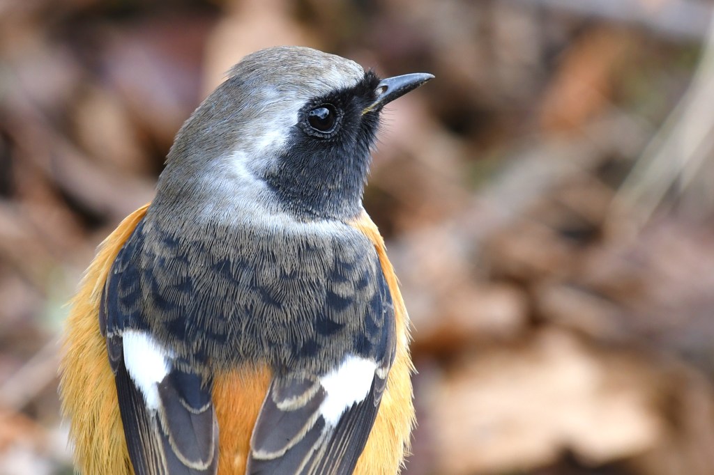 ジョウビタキ 雄