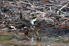 ミヤマホオジロ