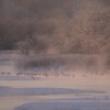音羽橋　タンチョウ