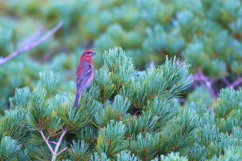 ギンザンマシコ
