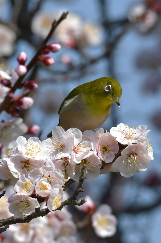 メジロ　白梅