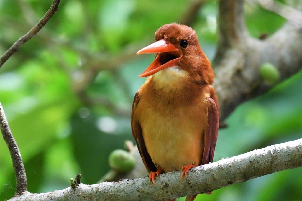 リュウキュウアカショウビン