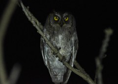 リュウキュウコノハズク