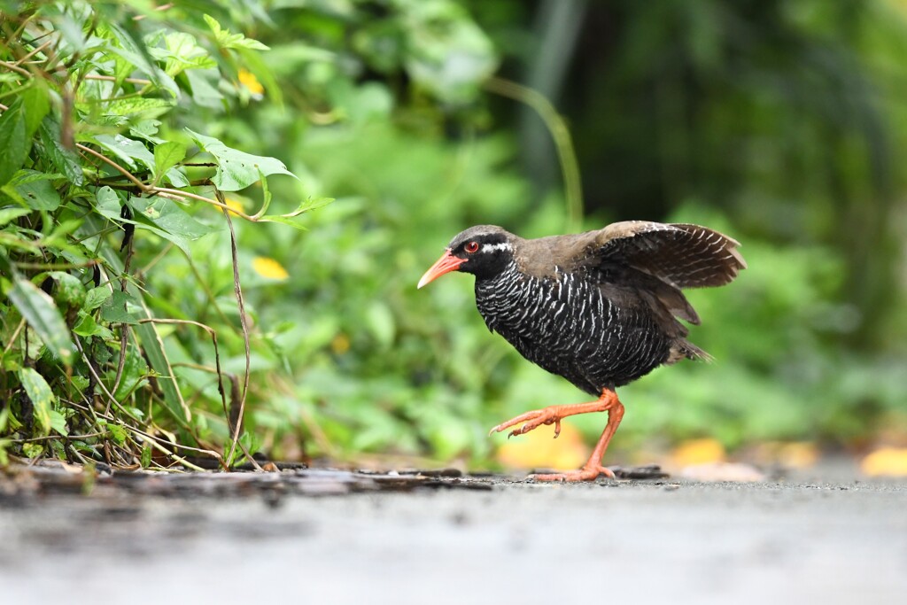 ヤンバルクイナ