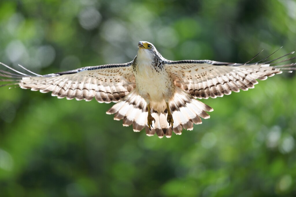 カンムリワシ幼鳥