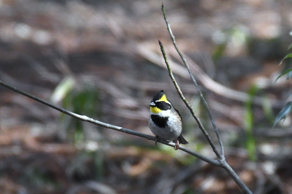 ミヤマホオジロ
