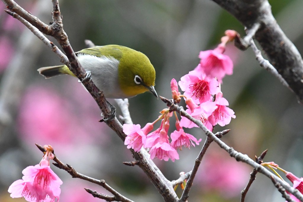 メジロ　寒緋桜