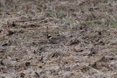 ミヤマホオジロ