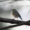 ルリビタキ　♀