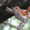 ホントウアカヒゲ