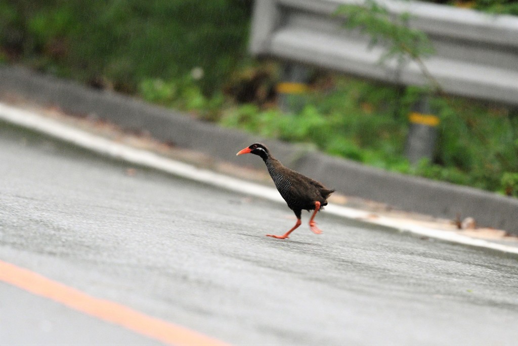 ヤンバルクイナ