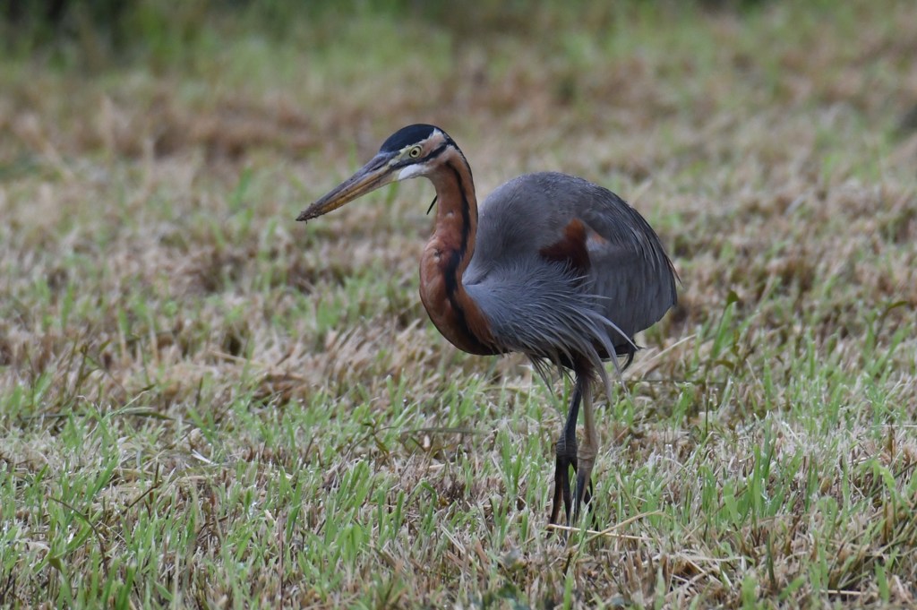 ムラサキサギ　成鳥