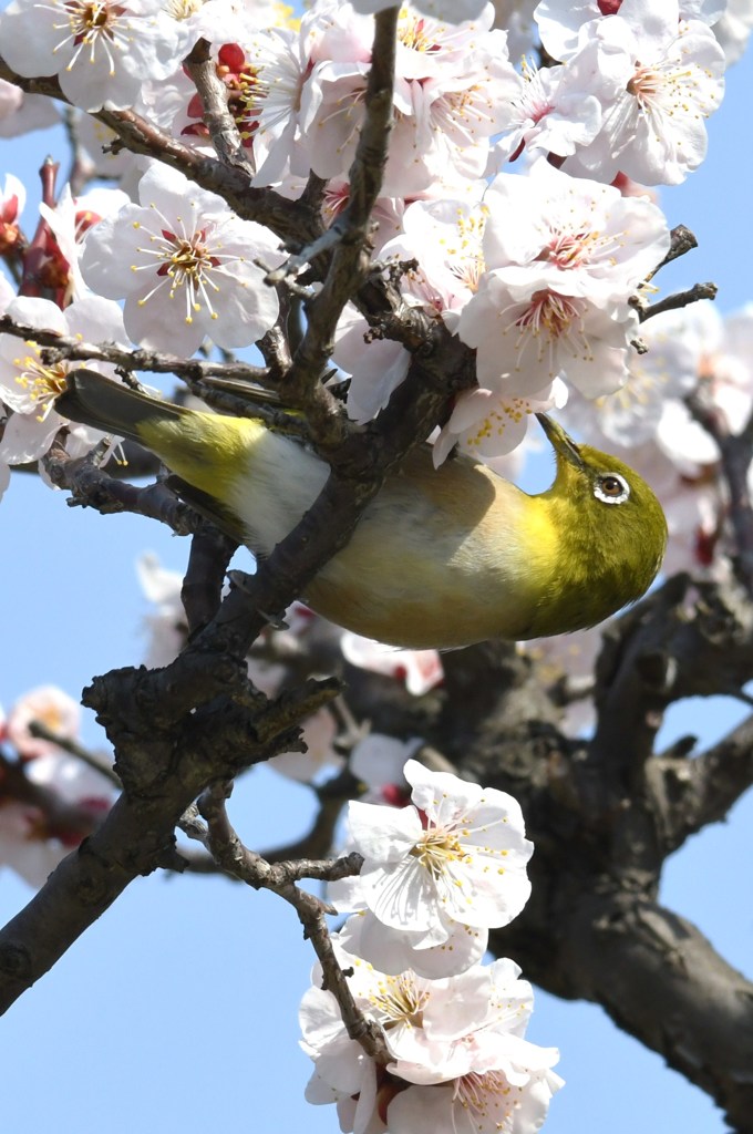 メジロ　白梅