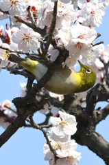 メジロ　白梅