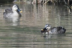 カルガモ　ザリガニ