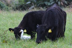 アマサギ　石垣牛