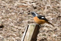 ジョウビタキ　雄