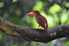 リュウキュウアカショウビン