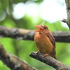 リュウキュウアカショウビン