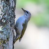ヤマゲラ　♀
