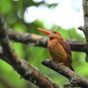 リュウキュウアカショウビン