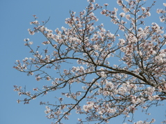 さくら