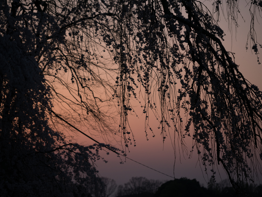 夕桜