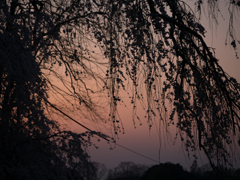 夕桜