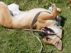 犬と棒２