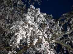 夜桜