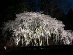 しだれ桜