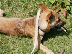 犬と棒