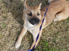 犬日和1