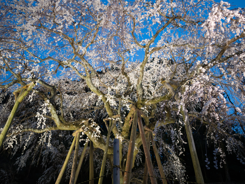 樹齢１３００年