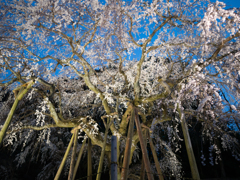樹齢１３００年