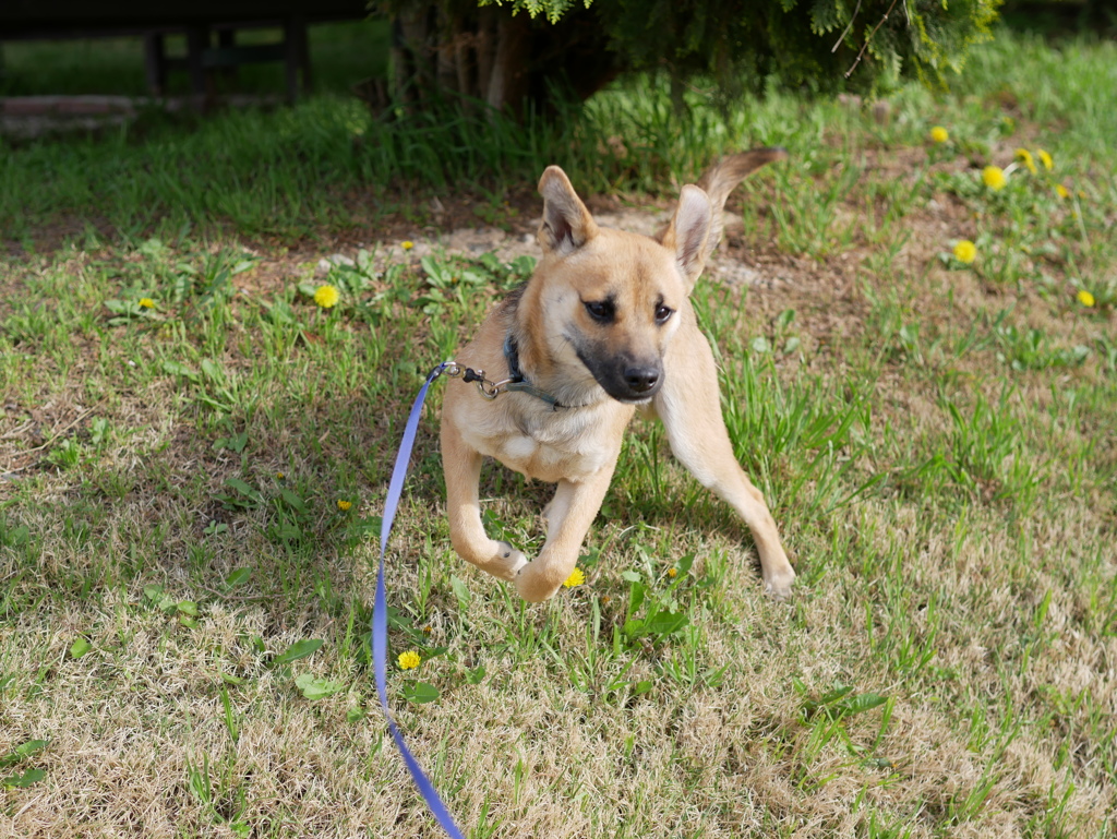 犬日和2