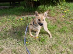 犬日和2