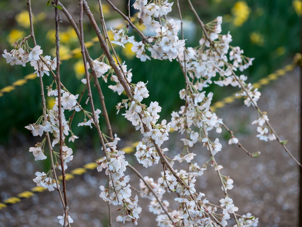 枝桜