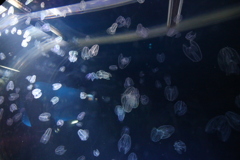 海の生きもの