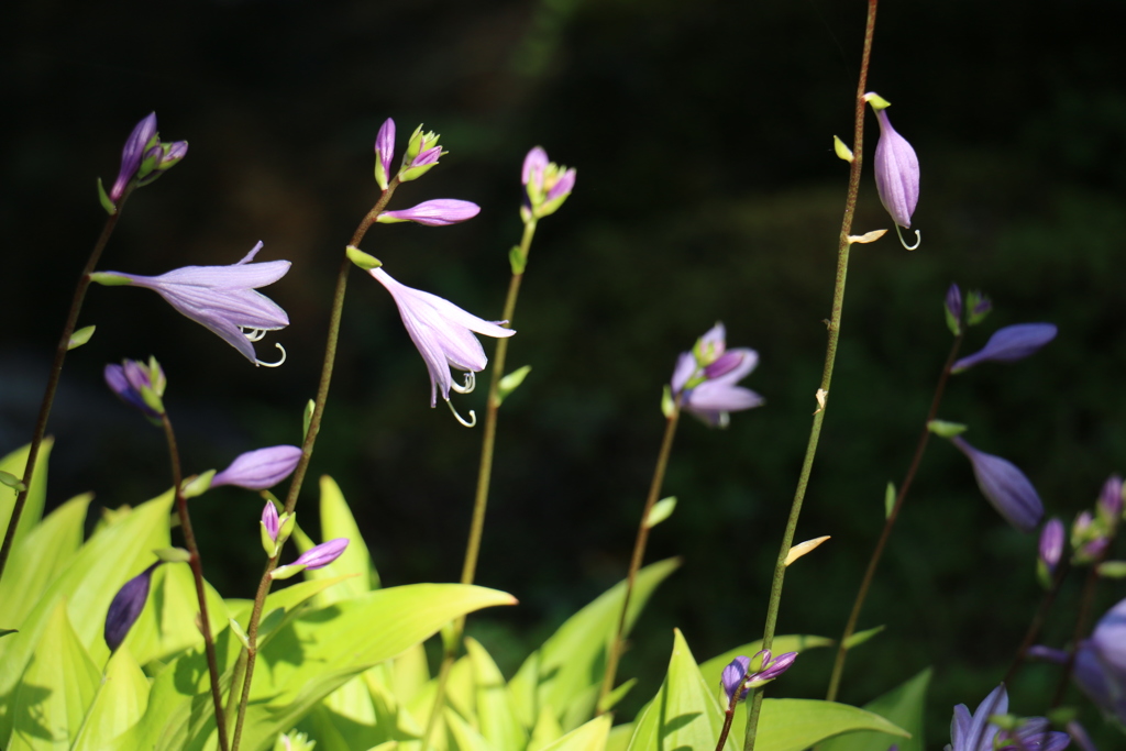 夏に咲く花