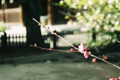 小さい春