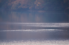 千刈水源池の朝