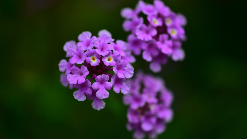 ランタナ・・・　　今度　植えてみようか。。。