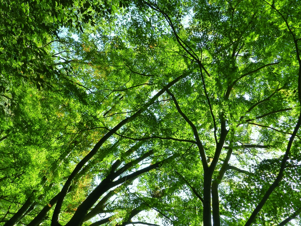 森林浴という名の　欲望