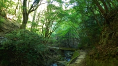 六甲山の山道