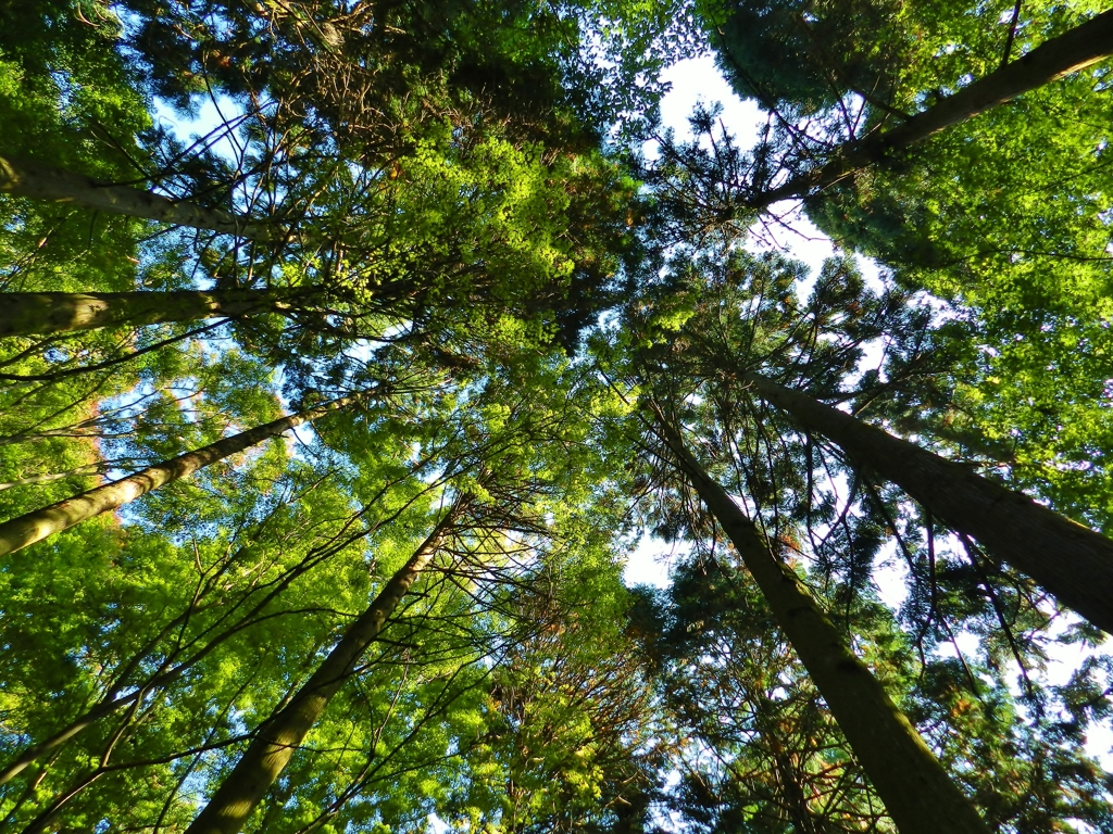 六甲山　　紅葉探しのはずが・・・
